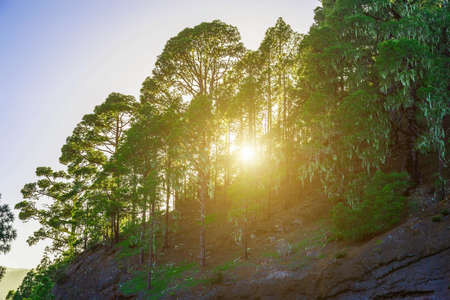 Green Fir Trees on Mountain Landscape on Tenerife Canary Island in Spain at Dayの写真素材