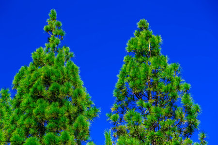 Green Fir Tree on Blue Sky Background
