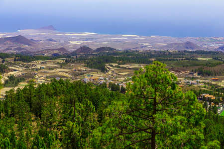 Green Fir Trees on Mountain on Tenerife Island in Spain at Dayの写真素材