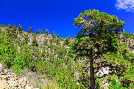 Green Fir Trees on Mountain on Tenerife Island in Spainの写真素材