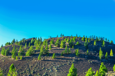 Green Fir Trees on Mountain on Tenerife Island at Dayの写真素材