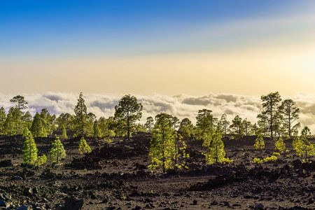 Green Fir Trees on Mountain Landscape on Tenerife Island in Spainの写真素材