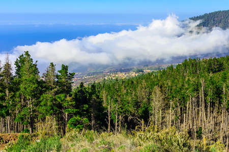Green Fir Trees on Mountain on Canary Islandの写真素材