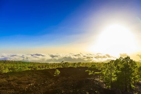 Green Fir Trees on Mountain Landscape on Canary Island in Spainの写真素材