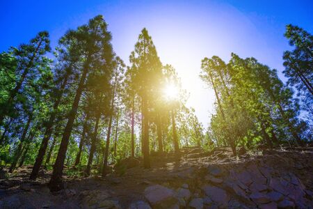 Green Fir Trees on Mountain Landscape on Tenerife Canary Island in Spain at Dayの写真素材