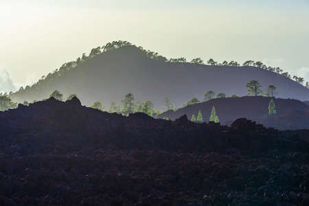 Green Fir Trees on Mountain Landscape on Tenerife Island in Spain at Dayの写真素材