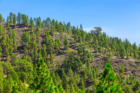 Fir Trees on Mountain on Tenerife Island at Dayの写真素材