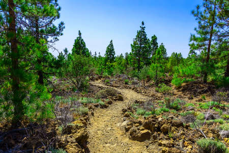 Fir Trees on Mountain Landscape on Tenerife Canary Islandの写真素材