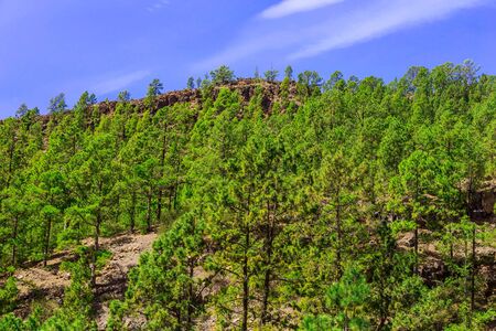 Green Fir Trees on Mountain Landscape on Tenerife Islandの写真素材