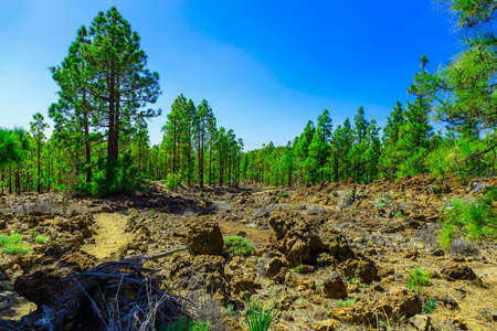Fir Trees on Mountain Landscape on Tenerife Canary Islandの写真素材