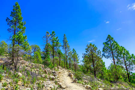 Green Fir Trees on Mountain Landscape on Tenerife Island at Dayの写真素材