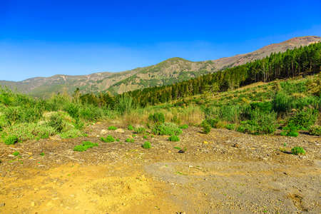 Green Fir Trees on Mountain on Tenerife Canary Island at Dayの写真素材