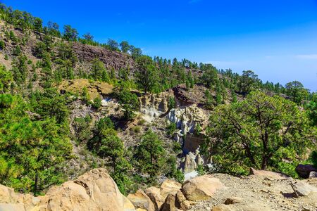 Green Fir Trees on Mountain on Tenerife Island in Spainの写真素材