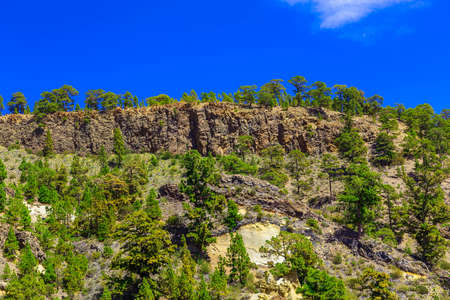 Green Fir Trees on Mountain on Tenerife Island in Spain at Dayの写真素材