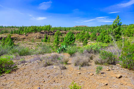 Green Fir Trees on Mountain Landscape on Tenerife Island in Spainの写真素材