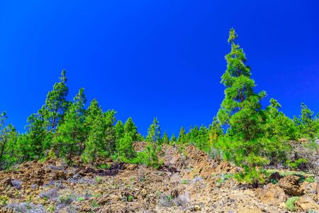 Green Fir Trees on Mountain on Canary Island in Spainの写真素材
