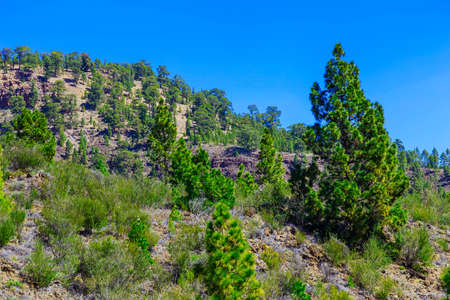 Fir Trees on Mountain on Tenerife Island in Spain at Dayの写真素材