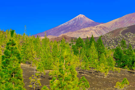 Green Fir Trees on Mountain Landscape on Canary Island in Spainの写真素材