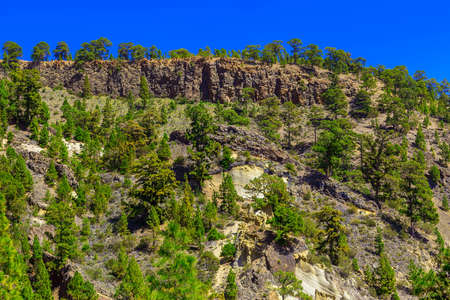 Green Fir Trees on Mountain Landscape on Tenerife Canary Island at Dayの写真素材
