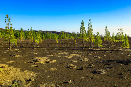 Green Fir Trees on Mountain Landscape on Tenerife Canary Island in Spainの写真素材