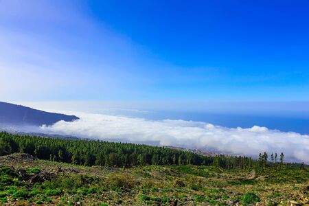 Green Fir Trees on Mountain on Canary Island in Spain at Dayの写真素材