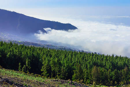 Green Fir Trees on Mountain on Canary Island in Spainの写真素材