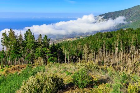 Green Fir Trees on Mountain on Tenerife Canary Island in Spain at Dayの写真素材