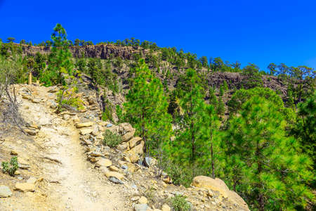 Green Fir Trees on Mountain Landscape on Tenerife Island at Dayの写真素材
