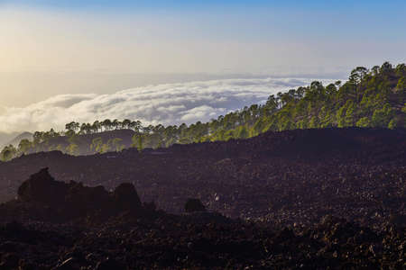 Green Fir Trees on Mountain Landscape on Tenerife Island in Spain at Dayの写真素材