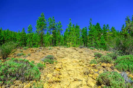 Fir Trees on Mountain Landscape on Tenerife Canary Island in Spainの写真素材