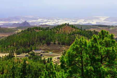 Green Fir Trees on Mountain Landscape on Tenerife Canary Islandの写真素材