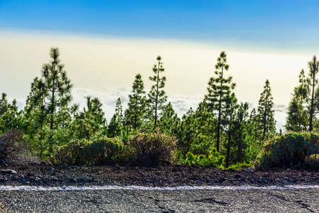Fir Trees on Mountain Landscape on Tenerife Island in Spain at Dayの写真素材
