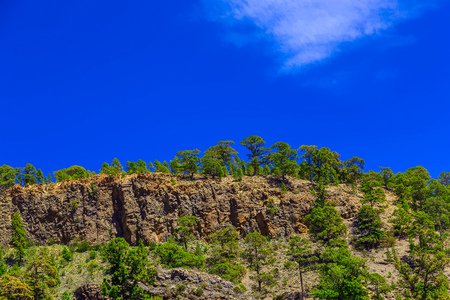 Green Fir Trees on Mountain Landscape on Tenerife Canary Islandの写真素材