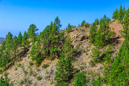 Fir Trees on Mountain Landscape on Tenerife Island at Dayの写真素材