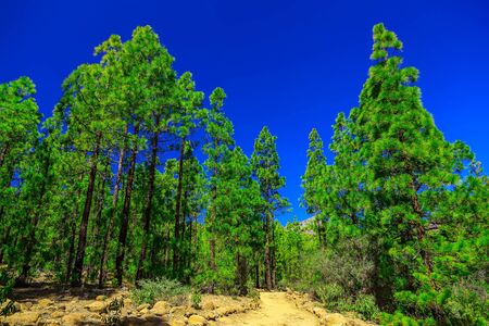 Fir Trees on Mountain Landscape on Tenerife Canary Island in Spainの写真素材