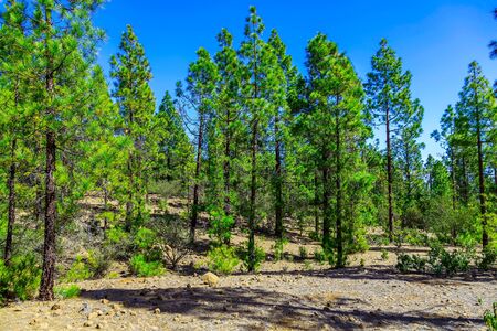 Fir Trees on Mountain Landscape on Tenerife Canary Island in Spain at Dayの写真素材