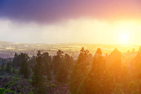 Green Fir Trees on Mountain Landscape on Canary Island at Sunsetの写真素材