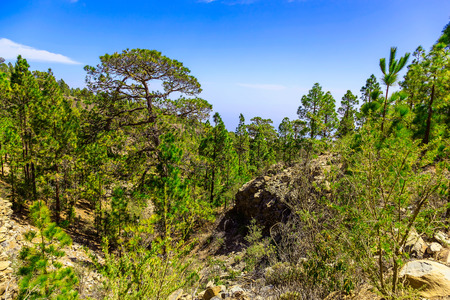 Green Fir Trees on Mountain on Canary Island in Spainの写真素材