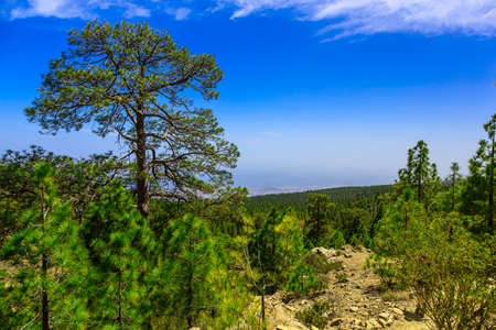Green Fir Trees on Mountain on Canary Island in Spain at Dayの写真素材