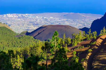 Green Fir Trees on Mountain Landscape on Canary Island in Spainの写真素材