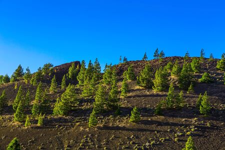 Green Fir Trees on Mountain on Tenerife Island in Spain at Dayの写真素材