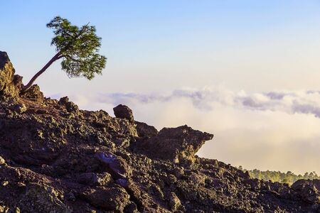 Tree on Mountain Landscape on Canary Island in Spainの写真素材