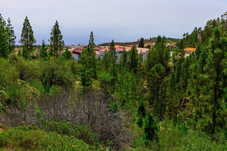 Green Fir Trees on Mountain Landscape on Canary Island in Spain at Dayの写真素材