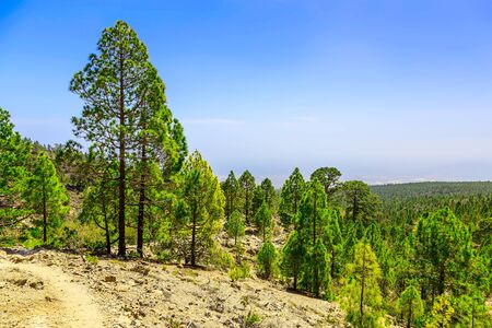 Green Fir Trees on Mountain Landscape on Tenerife Canary Island in Spain at Dayの写真素材
