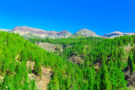 Green Fir Trees on Mountain on Tenerife Canary Islandの写真素材