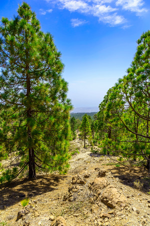 Green Fir Trees on Mountain Landscape on Tenerife Canary Island in Spain at Dayの写真素材