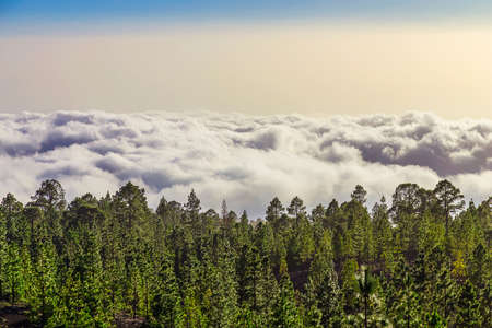 Green Fir Trees Landscape on Tenerife Island in Spainの写真素材