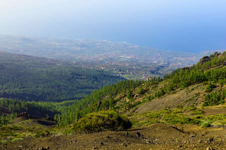 Green Fir Trees on Mountain Landscape on Canary Island in Spain at Dayの写真素材