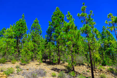 Fir Trees on Mountain Landscape on Tenerife Canary Island in Spainの写真素材