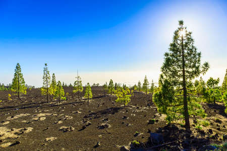 Green Fir Trees on Mountain Landscape on Tenerife Canary Island in Spainの写真素材